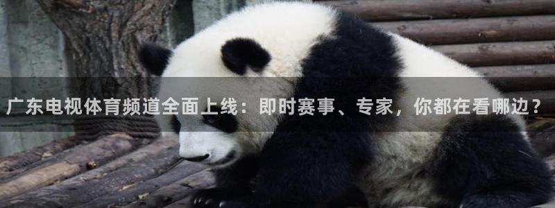 广东电视体育频道全面上线：即时赛事、专家，你都在看哪边？