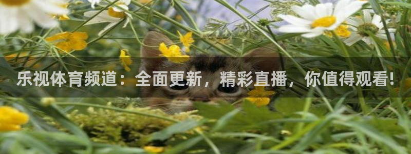 乐视体育频道：全面更新，精彩直播，你值得观看!